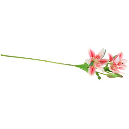 Floristik24 Tijgerlelie Roze, Wit 60cm