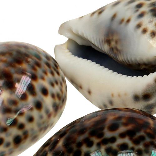 Floristik24 Cypraea Tigris tijgerslak naturel 7cm - 8cm 11 st