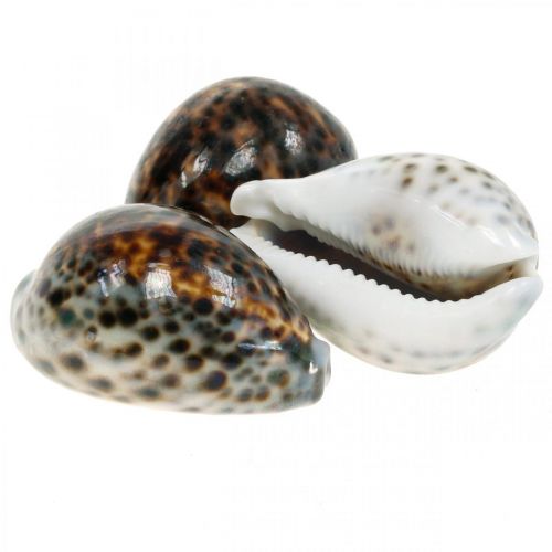 Floristik24 Cypraea Tigris tijgerslak naturel 7cm - 8cm 11 st