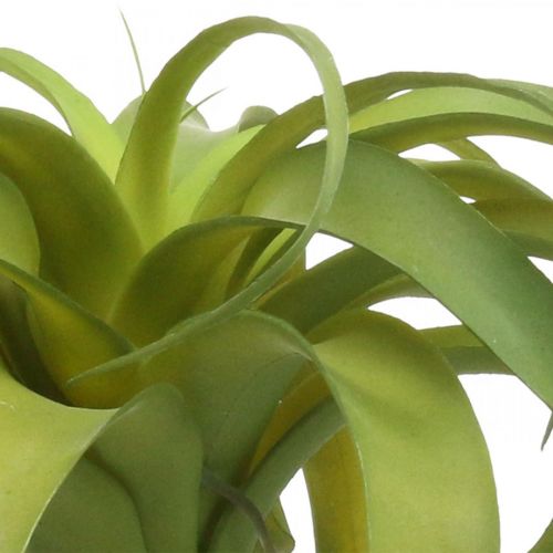 Floristik24 Tillandsia kunstplant om op te plakken lichtgroene kunstplant 30cm