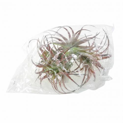 Floristik24 Tillandsia groen-rood geflockt 15cm 4st