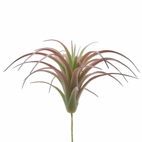 Floristik24 Tillandsia groen-rood geflockt 15cm 4st