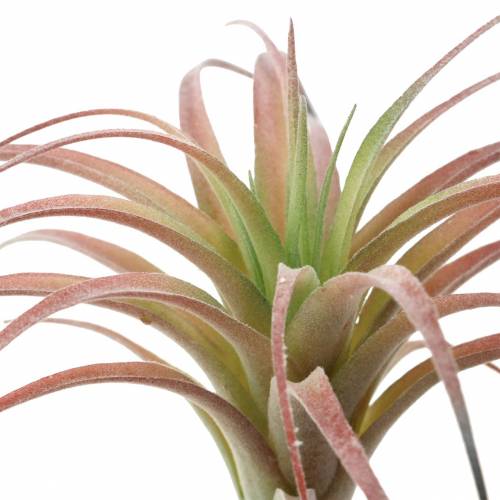 Floristik24 Tillandsia groen-rood geflockt 15cm 4st