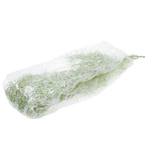 Floristik24 Tillandsia hanger groen 160cm