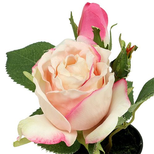 Floristik24 Tafeldecoratie roos in pot creme 14cm
