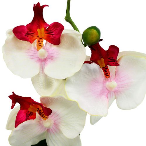 Floristik24 Tafeldecoratie orchidee in roompot H29cm