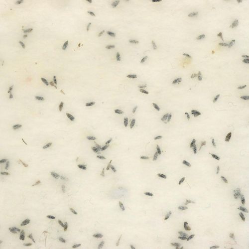 Floristik24 Viltlint met lavendel bloemen, deco lint, potlint, wolvilt creme wit 15cm 5m