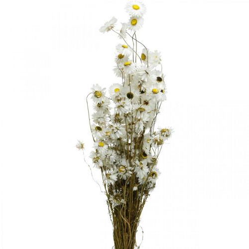 Floristik24 Droogbloemen Acroclinium Witte bloemen droge bloemisterij 60g