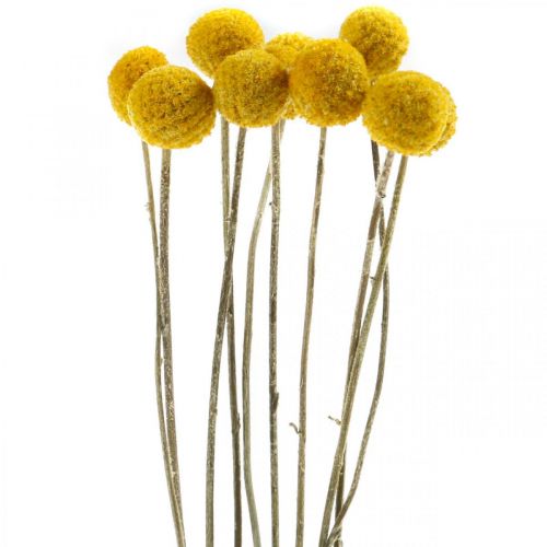 Floristik24 Craspedia Droogbloemen Drumsticks Geel 70cm 10st