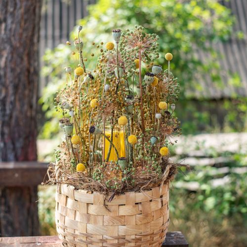 Artikel Craspedia Droogbloemen Drumsticks Geel 70cm 10 st