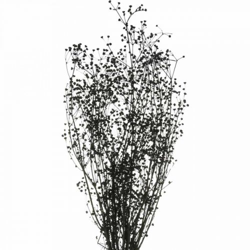 Floristik24 Droogbloem Massasa Zwart Natuurlijk Decoratie 50-55cm Bos van 10 stuks