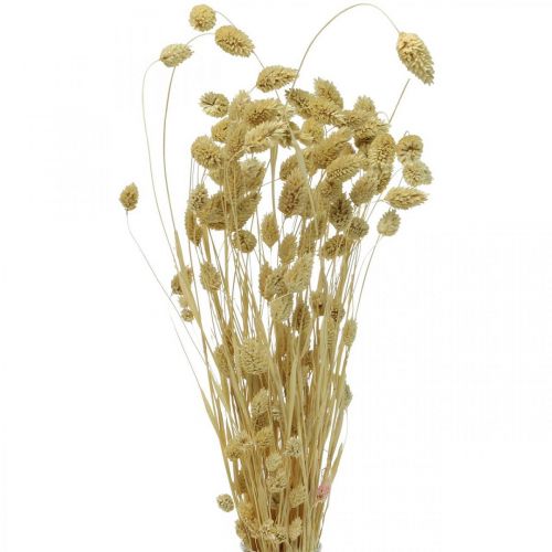 Droogbloem Phalaris, siergrasbos, droge floristiek, boho natuur, gebleekt L55cm 100g