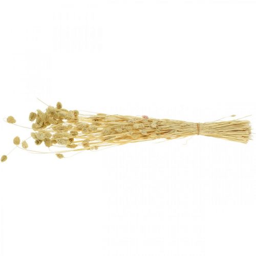 Floristik24 Droogbloem Phalaris, siergrasbos, droge floristiek, boho natuur, gebleekt L55cm 100g