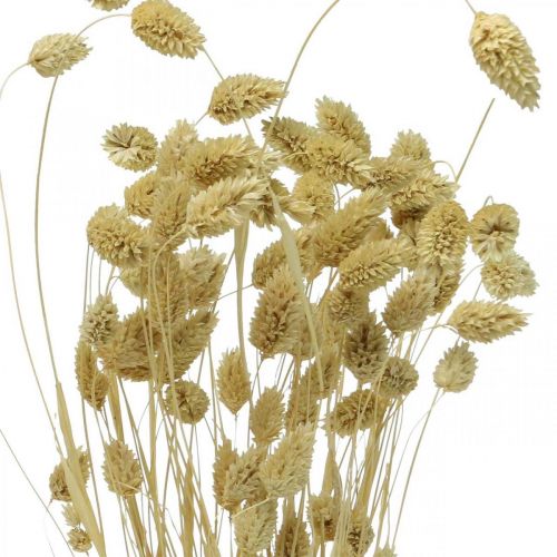 Droogbloem Phalaris, siergrasbos, droge floristiek, boho natuur, gebleekt L55cm 100g