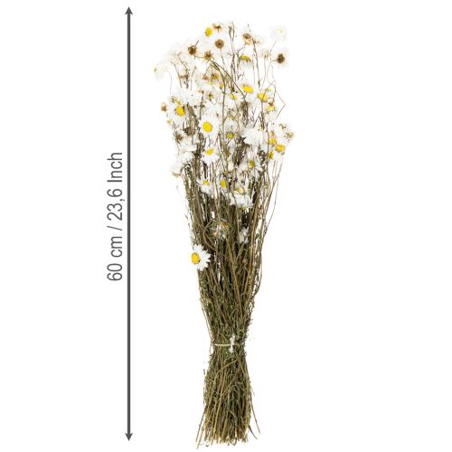 Artikel Gedroogde Acroclinium-bloemen, witte bloesem, gedroogd bloemstuk, 60 cm, 80 g