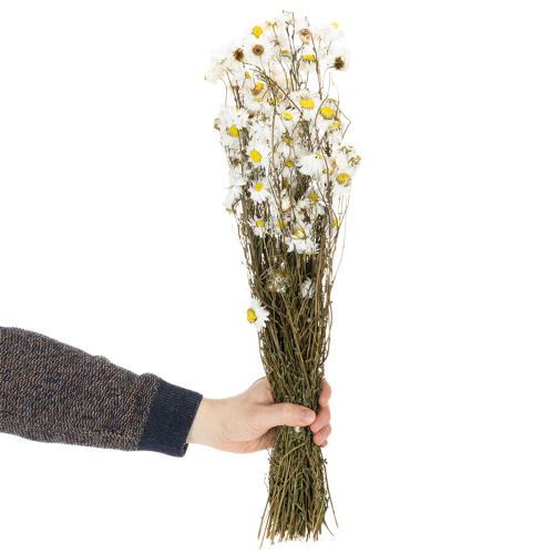 Artikel Gedroogde Acroclinium-bloemen, witte bloesem, gedroogd bloemstuk, 60 cm, 80 g