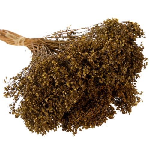 Artikel Gedroogde bloemen Broom Bloom Olijfgroen 160g 48cm