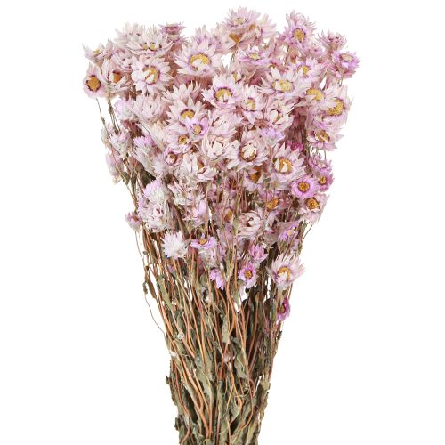 Floristik24 Gedroogde Bloemen Bos Droge Decoratie Kamille Roze 65cm 50g