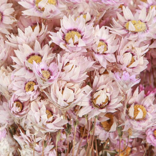 Floristik24 Gedroogde Bloemen Bos Droge Decoratie Kamille Roze 65cm 50g