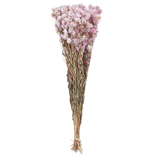 Floristik24 Gedroogde Bloemen Bos Droge Decoratie Kamille Roze 65cm 50g