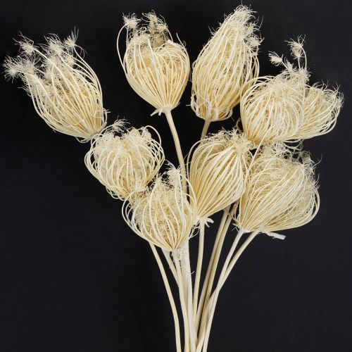 Floristik24 Gedroogde bloemen crème venkel gebleekt 45cm bos 10 stuks