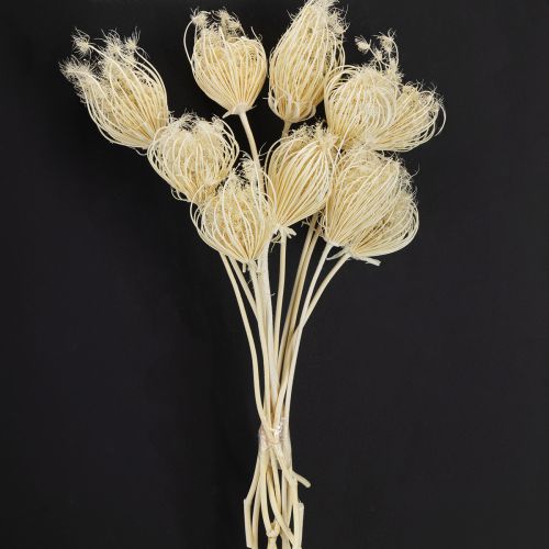 Artikel Gedroogde bloemen crème venkel gebleekt 45cm bos 10 stuks