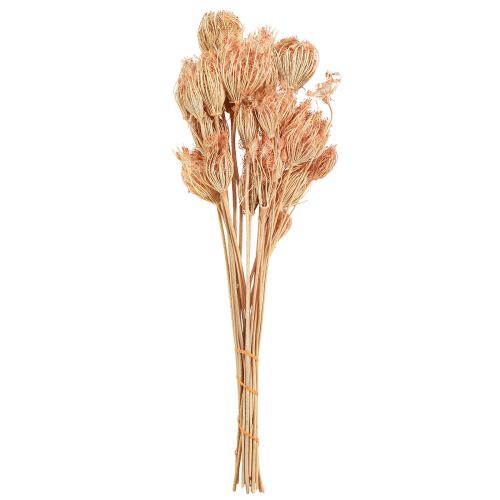 Floristik24 Droogbloemen decoratie venkel zalm L50cm Ø4-5cm 100g