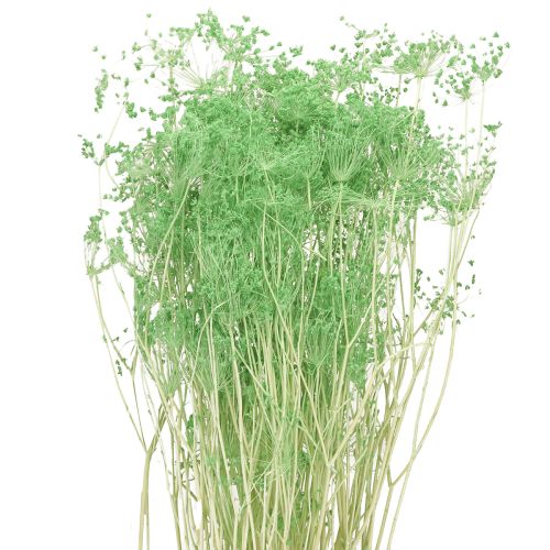 Gedroogde bloemen Umbellifera Groen 70-80cm 150g