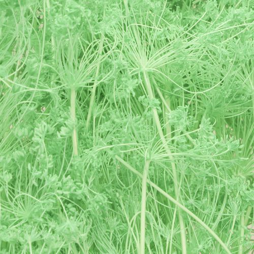 Artikel Gedroogde bloemen Umbellifera Groen 70-80cm 150g