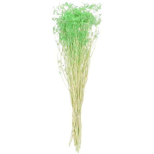 Artikel Gedroogde bloemen Umbellifera Groen 70-80cm 150g