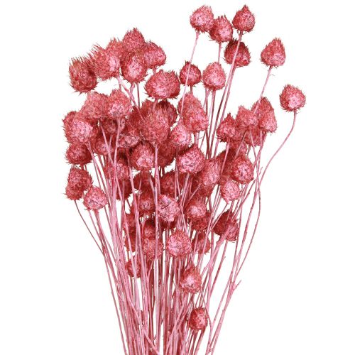 Artikel Gedroogde bloemen roze droge distel aardbeidistel geverfd 50cm 100g