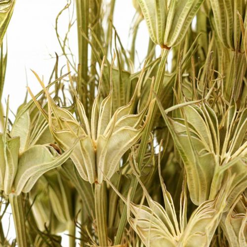 Artikel Droogbloemen zwarte komijn decoratie natuur Nigella 50cm 75g