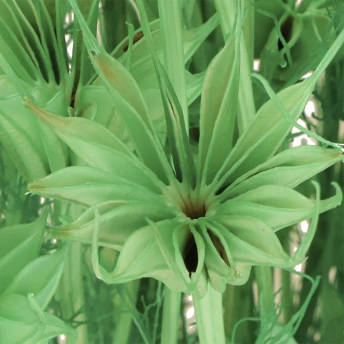 Artikel Gedroogde bloemen zwarte komijn groene nigella 50cm 100g