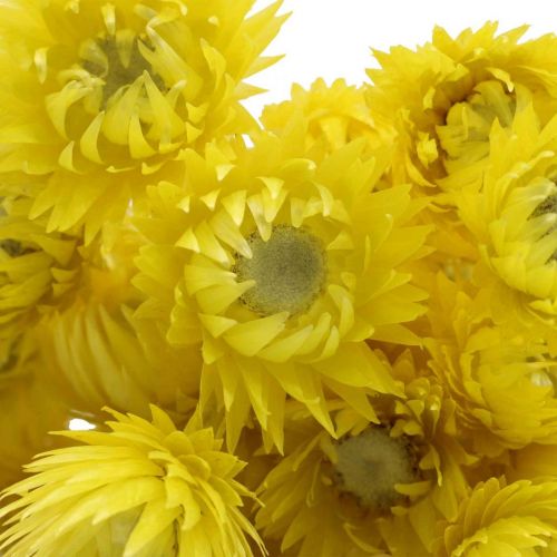 Artikel Droogbloemen kapbloemen gele strobloemen H42cm