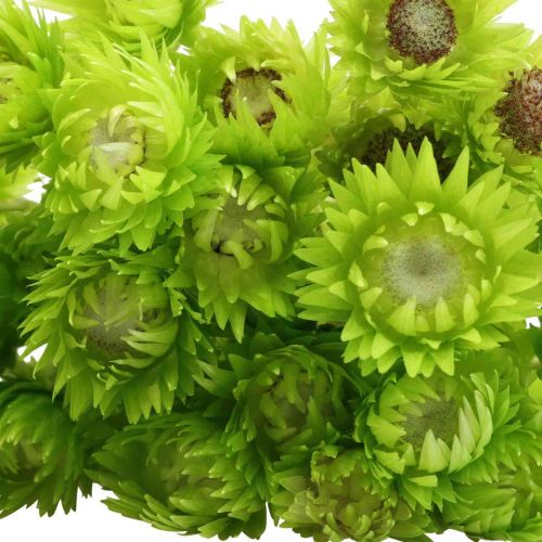Artikel Droogbloemen kapbloemen lichtgroene strobloemen H42cm
