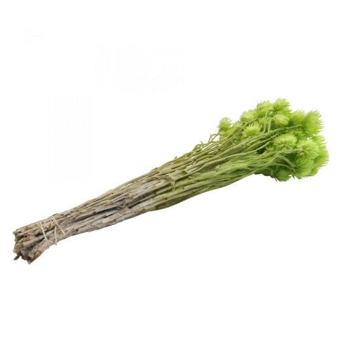 Artikel Droogbloemen kapbloemen lichtgroene strobloemen H42cm