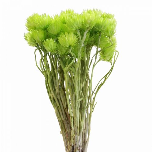 Artikel Droogbloemen Kapbloemen Lichtgroen Strobloemen H42cm