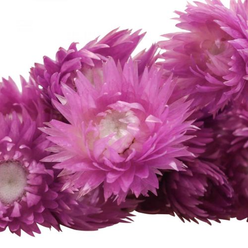 Artikel Droogbloemen Kapbloemen Paarse strobloemen H42cm