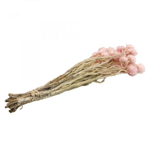 Artikel Droogbloemen kapbloemen roze strobloemen H42cm