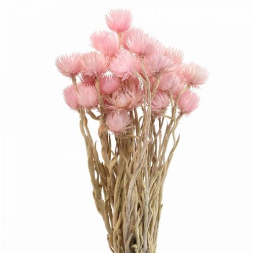 Floristik24 Droogbloemen kapbloemen roze strobloemen H42cm