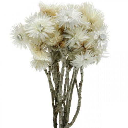 Artikel Droogbloemen kapbloemen naturel wit, strobloemen, droogbloemenboeket H33cm