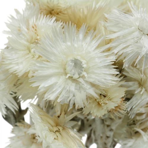 Artikel Droogbloemen kapbloemen naturel wit, strobloemen, droogbloemenboeket H33cm