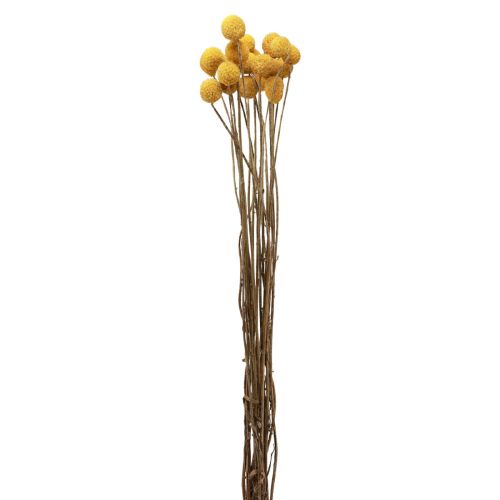 Floristik24 Droogbloemen Craspedia gedroogd, drumsticks geel 50cm 20 st