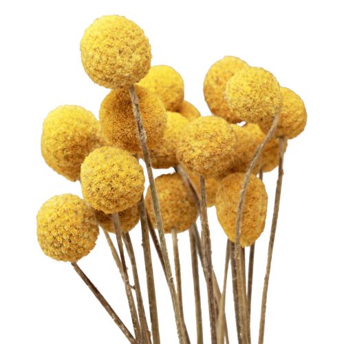 Floristik24 Droogbloemen Craspedia gedroogd, drumsticks geel 50cm 20 st
