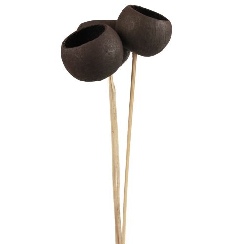 Artikel Droogbloemen decoratieve stolpen op steel zwart 44cm 3 st