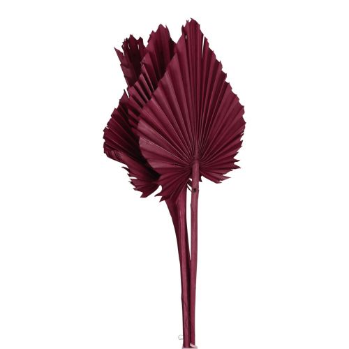 Artikel Droogbloemen decoratie, palmspeer gedroogd wijnrood 37cm 4st