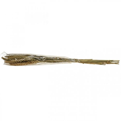 Floristik24 Droogbloemen gierst graan deco dry floristics 65cm 100g
