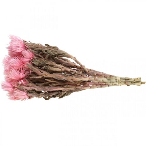 Artikel Droogbloemen Hoedbloemen Roze strobloemen Droogbloemen H30cm