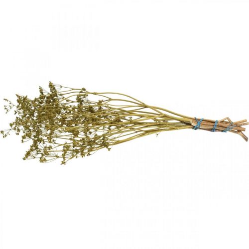 Artikel Droogbloemen echte karwijgroene decoratie 55cm bos van 5 st