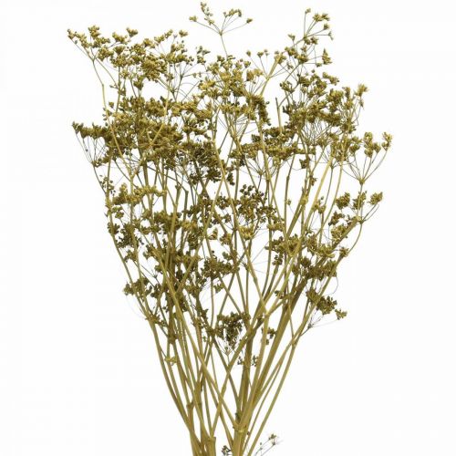 Artikel Droogbloemen echte karwijgroene decoratie 55cm bos van 5 st